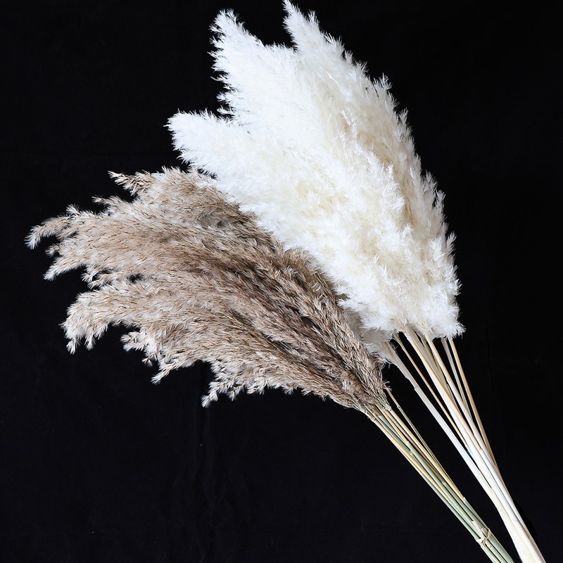 10Pcs Colorful Natural Reeds P - Pampas Grass Decor 评论和价格